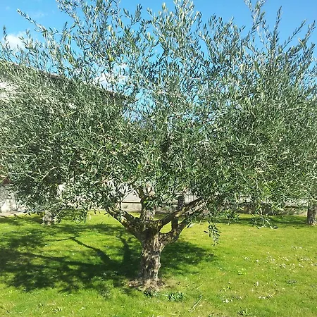 Assisana Affittacamere Pensión Santa Maria Degli Angeli (Assisi)